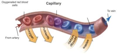 Oxygenated Cells